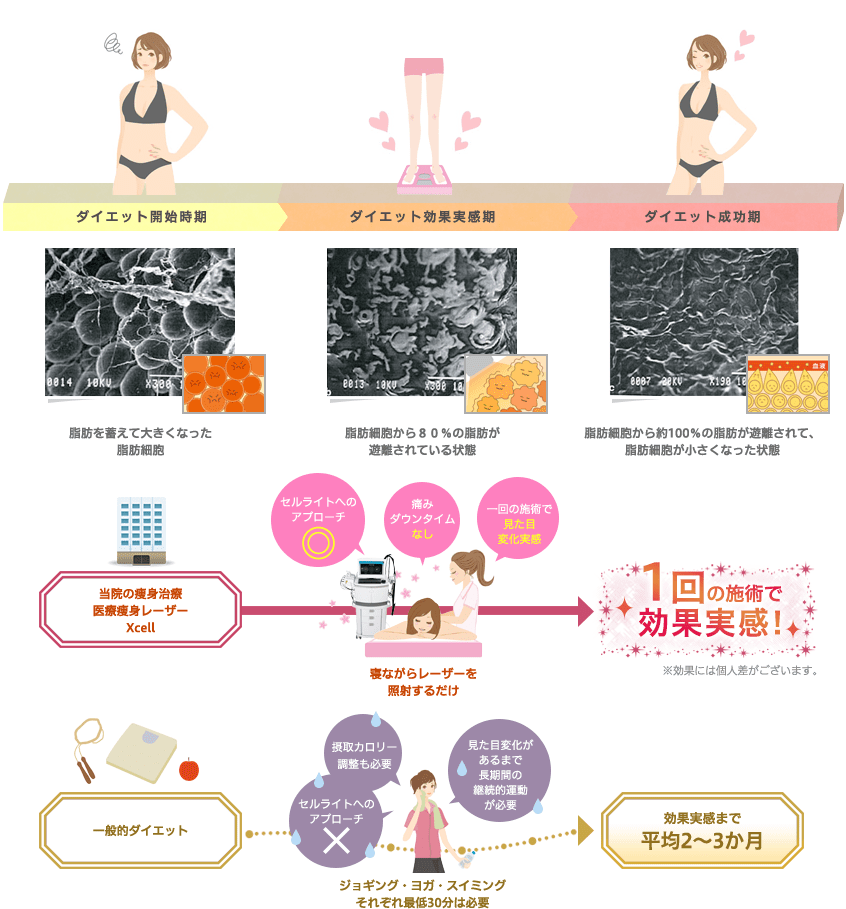 ダイエット開始時期 ダイエット効果実感期 ダイエット成功期