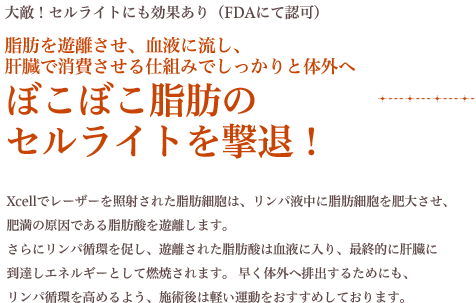 大敵！セルライトにも効果あり（FDAにて認可）脂肪を遊離させ、血液に流し、肝臓で消費させる仕組みでしっかりと体外へぼこぼこ脂肪のセルライトを撃退！ Xcellでレーザーを照射された脂肪細胞は、リンパ液中に脂肪細胞を肥大させ、肥満の原因である脂肪酸を遊離します。さらにリンパ循環を促し、遊離された脂肪酸は血液に入り、最終的に肝臓に到達しエネルギーとして燃焼されます。早く体外へ排出するためにも、リンパ循環を高めるよう、施術後は軽い運動をおすすめしております。